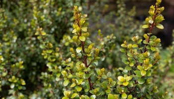 Myrsine Africana: Il Falso Bosso che ti sorprenderà in Giardino! 