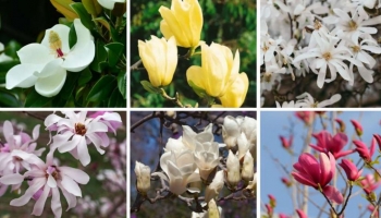 Splendide le Magnolie! Ma quale scegliere per il tuo Giardino? 