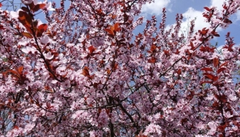Prunus Pissardii: Il "Ciliegio da Fiore" che in realtà è un Susino 