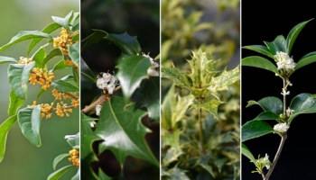 Osmanto o Osmanthus: Guida Completa alle Varietà e ai loro Utilizzi