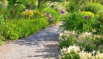 Quali Piante Scegliere per le Bordure del Giardino?