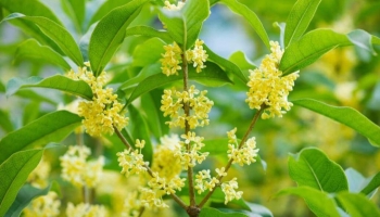 Osmanto Olea Fragrans: il Segreto di un Giardino Profumato