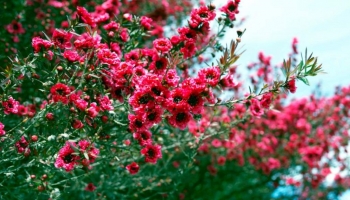 Leptospermum scoparium 'Manuka': Gioiello Fiorito Perfetto per Giardini Moderni