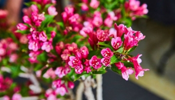 Escallonia: la Pianta per Siepi Fiorite, Resistenti e Facili da Curare