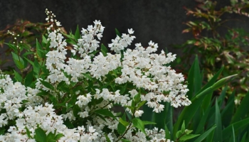 Deutzia Gracilis: La Piccola Grande Protagonista dei Giardini di Primavera