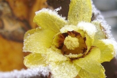 Profumi e colori dei giardini nelle stagioni fredde: il Calicanto d'Inverno