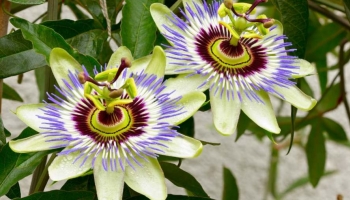 Passiflora Cerulea: La Rampicante dai Fiori Straordinari