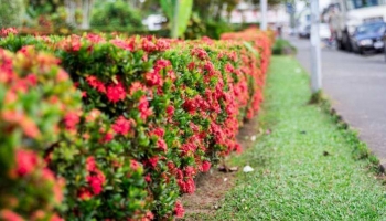 Come Realizzare una Siepe Fiorita: Guida Completa per un Giardino Colorato 