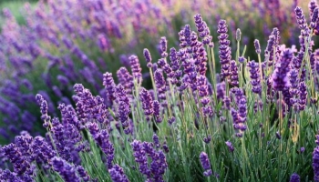 Perché la Lavanda è la Pianta Aromatica Perfetta per Giardini e Terrazzi