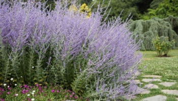 Scopri la Perovskia 'Blue Spire', la Salvia Russa che Rivoluziona le Bordure