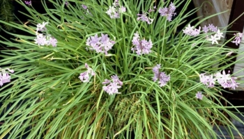 Tulbaghia: La Pianta da Bordura che ti Stupirà