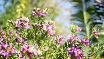 Cerchi Fiori Tutto l'Anno? Scegli l’eleganza della Polygala myrtifolia