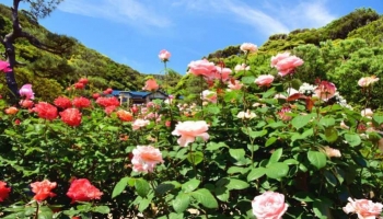7 Piante Profumate per il Giardino: Aromi e Colori in Primavera