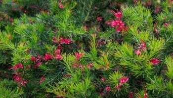 La Grevillea juniperina è la Sempreverde Elegante che Colora il tuo Giardino