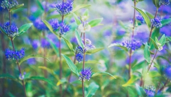 Caryopteris clandonensis: L'Arbusto da Fiore Resistente per Aiuole e Terrazzi 