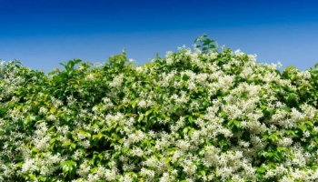Come Creare una Siepe di Gelsomino: Guida Completa da Esperti del Verde