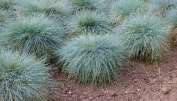 Festuca Glauca: L'Erbacea Ornamentale Perfetta e Facile per Giardini Moderni 