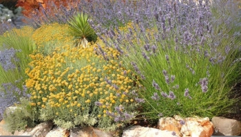 Piante Resistenti alla Siccità: Come Creare un Giardino Facile da Gestire
