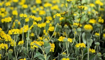 Phlomis fruticosa: La Salvia di Gerusalemme rustica, bella e resistente