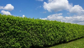 Come Fare una Siepe in Poco Tempo: Guida Pratica per un Giardino Subito Verde