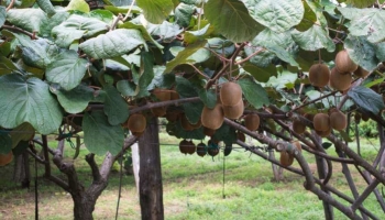 Actinidia: guida alle varietà di Kiwi più belle e produttive per il tuo giardino