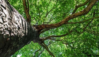 L’Acero Saccarino (saccharinum): il gigante del giardino dal fascino autunnale