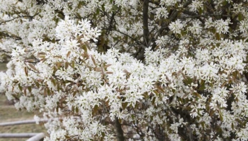 Scopri l’Amelanchier Lamarckii e porta una Nuvola Bianca in Giardino
