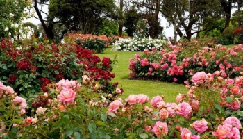 Rosa Tappezzante: la Scelta Fiorita per un Giardino a Bassa Manutenzione