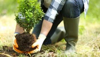Si può Piantare in Estate? Sì, ma con le Dovute Accortezze