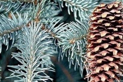 Il Natale si avvicina: pensate ad un abete vero?