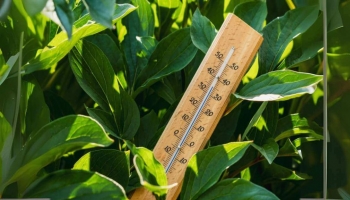 Come Proteggere le Piante dal Caldo Estivo: I Consigli dei Vivaisti