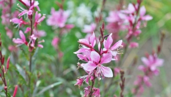 Gaura: la Pianta Leggera e Spettacolare che Fiorisce Tutta l'Estate