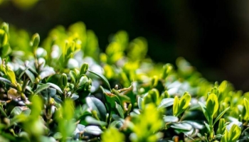Ilex crenata Kinme. Ecco l'Alternativa al Bosso per Siepi Ordinate e Resistenti