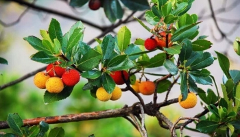 Corbezzolo (Arbutus unedo): l'Albero Sempreverde che Fiorisce e Fruttifica