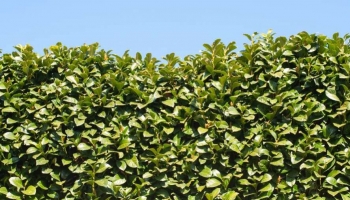 Perché il Lauro (o Lauroceraso) è Perfetto per Siepi Alte, Eleganti e Resistenti