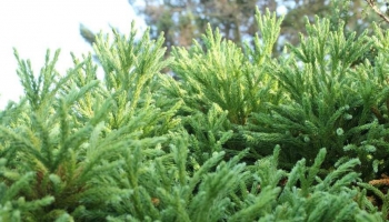 Cryptomeria japonica 'Globosa Nana': La Mini Conifera per Giardini e Terrazzi
