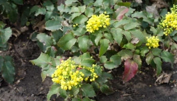 Vuoi una pianta sempreverde, colorata e resistente? Scegli la Mahonia aquifolium