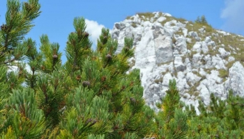 Perché il Pino Nano (Pinus Mugo) è Ideale per Giardini di Montagna e Rocciosi