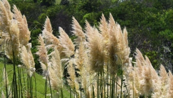 L'Erba della Pampas Dona Movimento al Giardino. Scopri la Cortaderia selloan