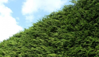 Piante per una Siepe che cresce in fretta