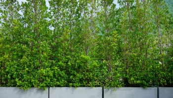 Piante siepi in vaso (privacy e ordine su terrazzi e balconi)