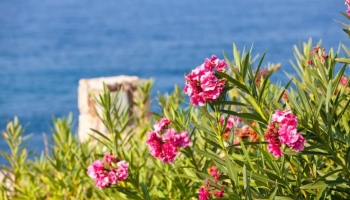 Piante per siepi frangivento e resistenti alla salsedine (zone marine)
