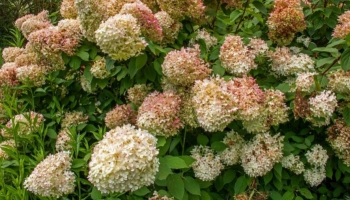 Piante per siepi fiorite e profumate