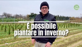 Si può piantare in inverno? Guida semplice (con regole, pro e contro)