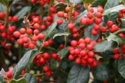 L'alberello di Agrifoglio rende magica l'atmosfera del Natale