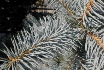 I consigli di Gennaio per la cura delle piante
