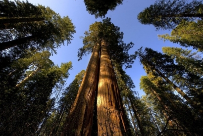 Sequoia Gigante: piccoli accorgimenti per un gigante in giardino