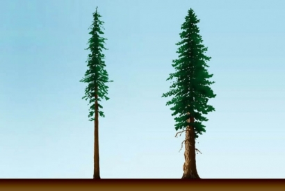 Conosci le differenze tra sequoia gigante e sequoia sempervirens?
