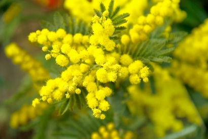 Un tocco di colore con la pianta di Mimosa