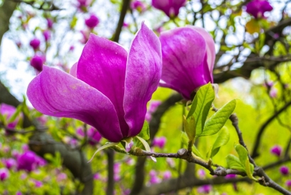 Come valorizzare al massimo la magnolia da fiore